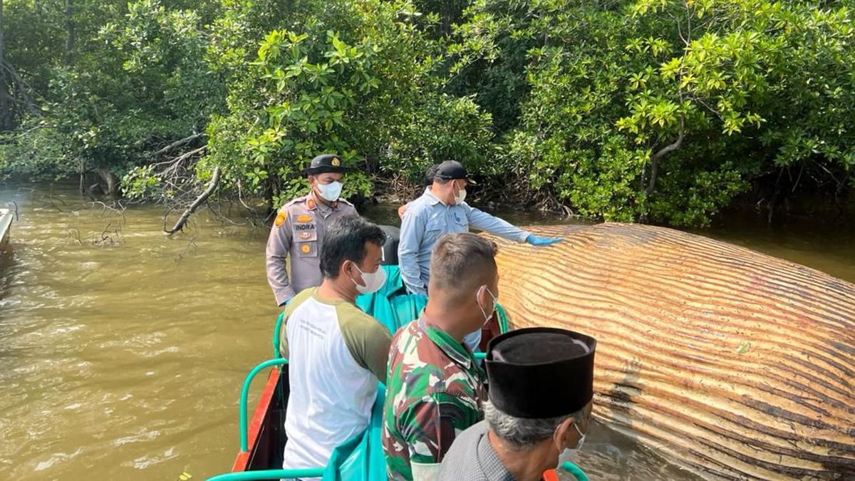 Bangkai Paus yang Terdampar di Inhil Dievakuasi ke Perairan Manteban — NadiKabar.com