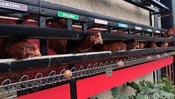 Gampang-gampang Susah Pelihara Sendiri Ayam Petelur di Rumah