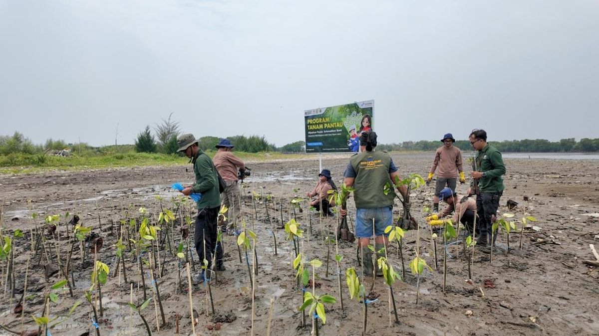 269 Ribu Mangrove Ditanam di Pantura, Lahan Mati Disulap Jadi Sawah — NadiKabar.com