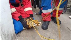 Momen Warga Lampung Nangis hingga Pingsan saat Buaya Peliharaan Dievakuasi