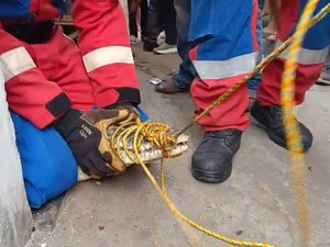 Buaya 2,5 Meter yang Dipelihara Warga Bandar Lampung Dibawa KKP