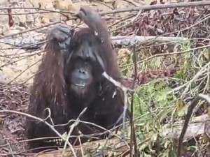Forest Fires Surround Kobar in Central Kalimantan, 180 Orangutans at Risk