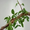 Pohon Balsam Yudea. (Communications Biology)
