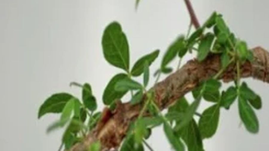 Pohon Balsam Yudea. (Communications Biology)