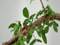 Pohon Balsam Yudea. (Communications Biology)