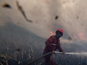 BRIN Kembangkan Teknologi Baru untuk Padamkan Kebakaran Hutan: Bahan dari Singkong