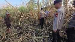 Misteri Wanita Sisa Kerangka di Kebun Tebu Boalemo Diduga Dibunuh