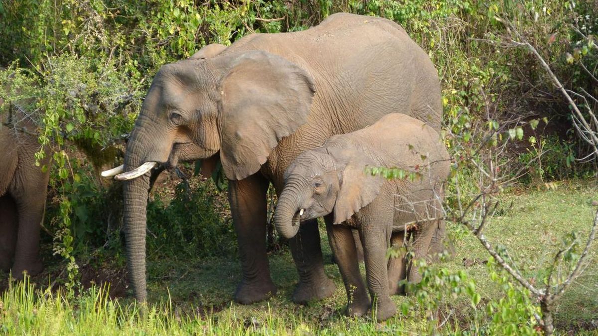 Riset Terbaru Ungkap Gajah Afrika Pakai Tanaman Obat untuk Obati Diri Sendiri — NadiKabar.com