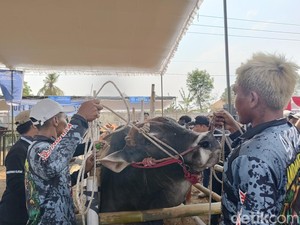 Ratusan Limosin hingga Simental Meriahkan Kontes Sapi di Lumajang