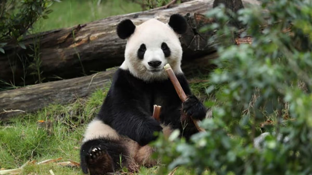 Ilustrasi berita Nasional: 2 Panda 'Ping Ping-Fu Shuang' Dikirim China Tiba di Atlanta AS