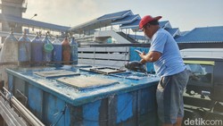 Antrean Ketapang-Gilimanuk Bikin Sopir Logistik Rugi, Ikan Mati