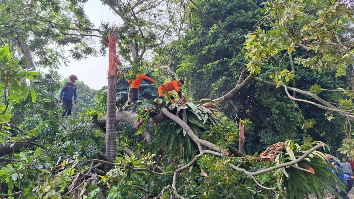 Horor Pohon 40 Meter Tumbang Timpa 4 Warga Bogor — NadiKabar.com