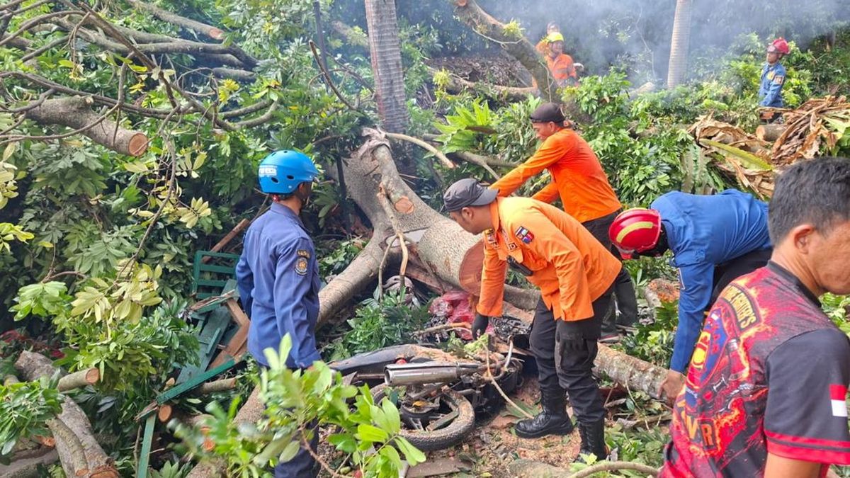 Ilustrasi berita Nasional: Detik-detik Pohon 40 Meter Tumbang Timpa 4 Warga di Baranangsiang Bogor