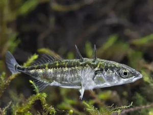 Ada Ikan Hibrida yang Tercipta Imbas Tsunami Jepang, Begini Bentuk Uniknya