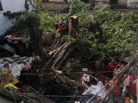 People sit on a tree that has been uprooted by a severe storm in Gorakhpur, Uttar Pradesh, India, September 27, 2026. REUTERS/Stringer