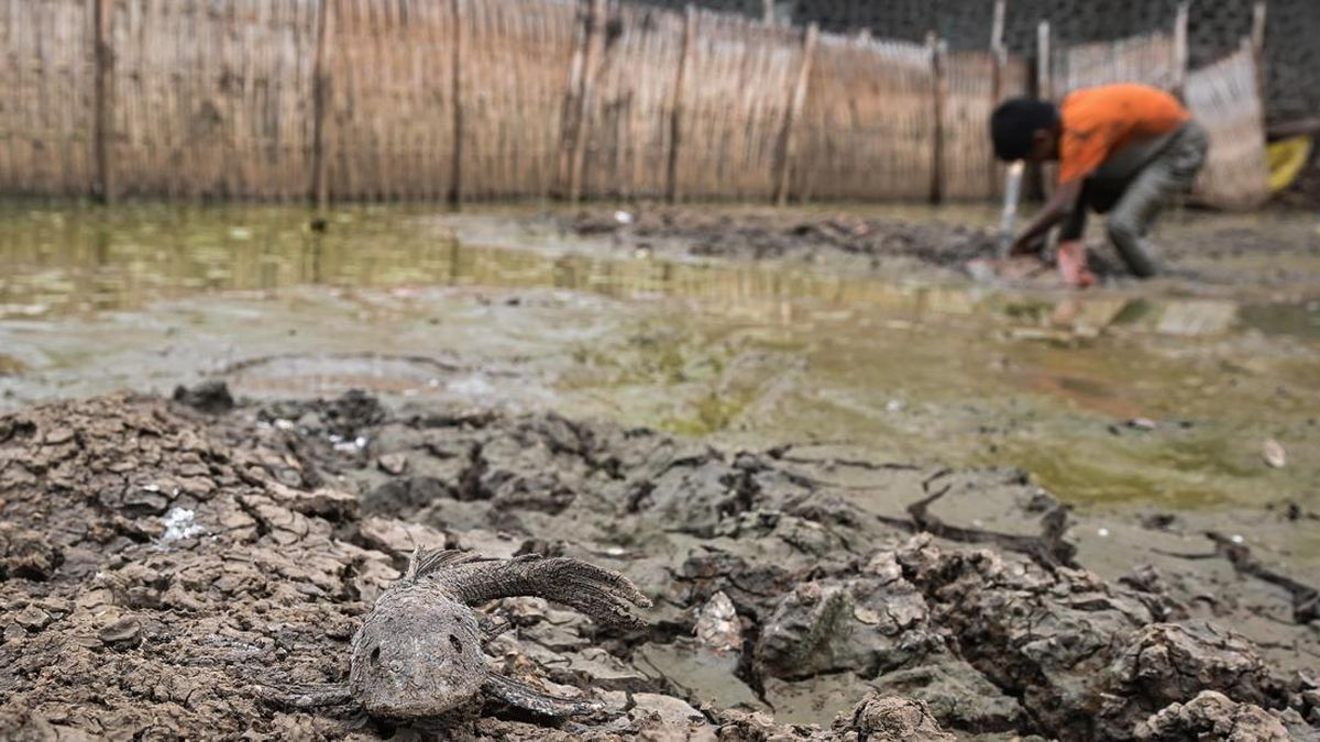 Super El Nino 2026-2027 Mengintai Indonesia, Ini Ancaman yang Dibawa — NadiKabar.com