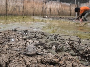Super El Nino 2026-2027 Mengintai Indonesia, Ini Ancaman yang Dibawa