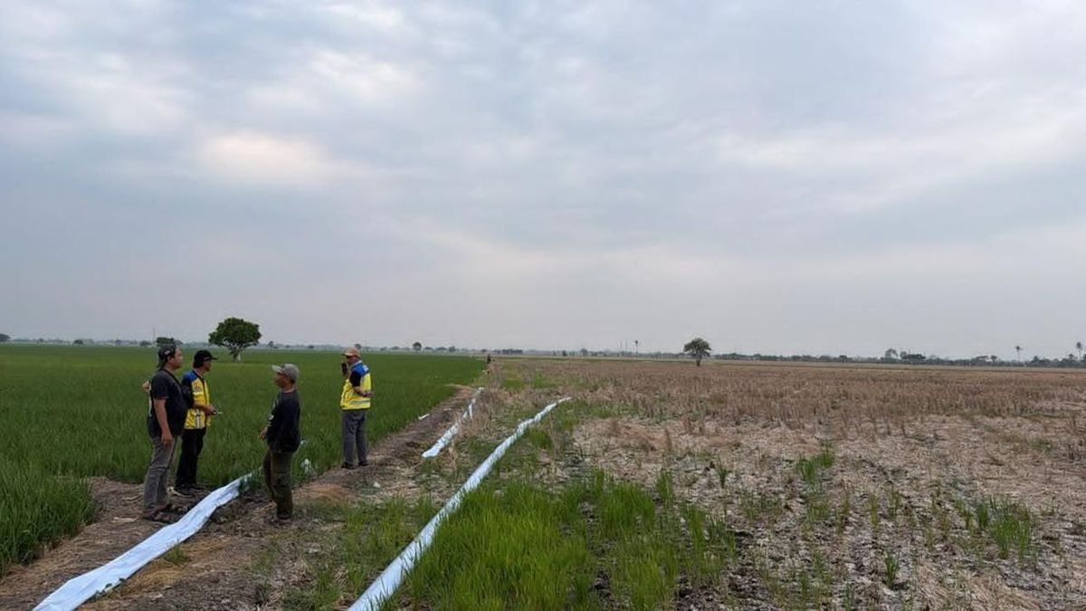 Ilustrasi berita Nasional: Kementerian PU Operasikan 3 Pompa Atasi Kekeringan Sawah di Bekasi