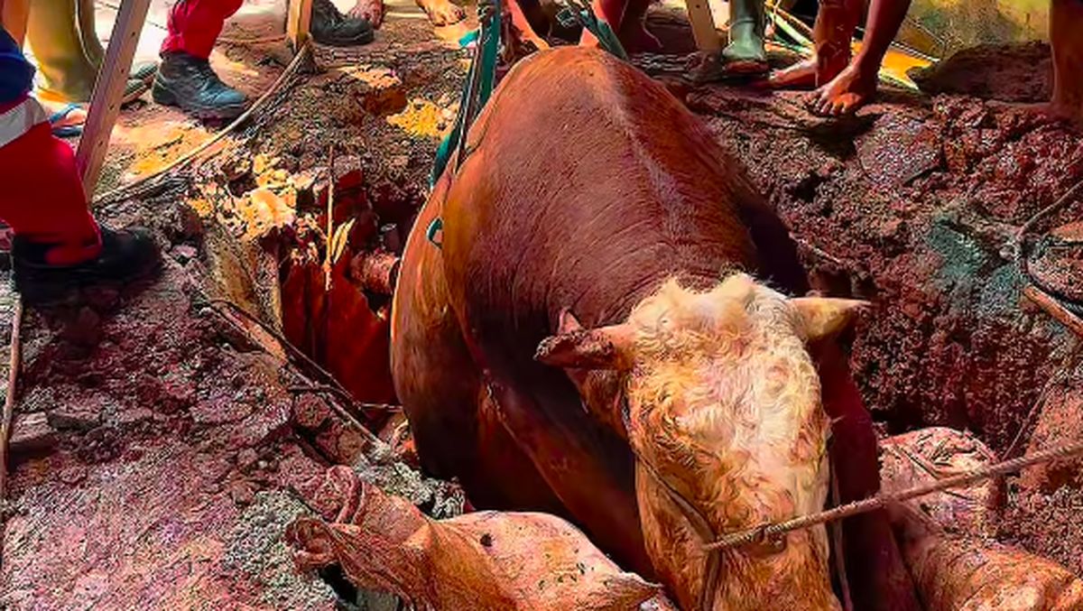 Waduh! Sapi 800 Kg Terperosok ke Septic Tank di Jaktim — NadiKabar.com