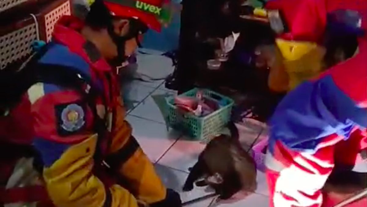 Warga Jakut Dibikin Penasaran Suara Berisik di Plafon, Ternyata Musang Jatuh — NadiKabar.com