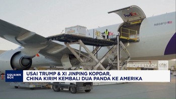 Usai Trump & Xi Jinping Kopdar, China Kirim Kembali 2 Panda ke AS