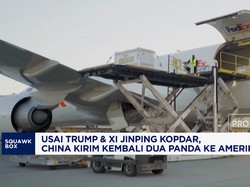 Usai Trump & Xi Jinping Kopdar, China Kirim Kembali 2 Panda ke AS