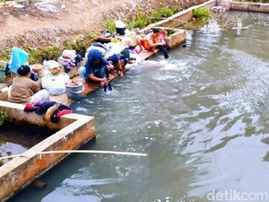 Saat Kolam Ikan Jadi Tumpuan Warga Ciamis di Tengah Kekeringan