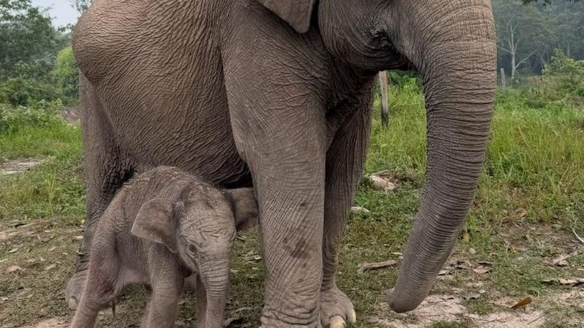 Ilustrasi berita Nasional: Kapolda Riau Sambut Gembira Bayi Gajah di TNTN: Harapan Baru bagi Ekosistem