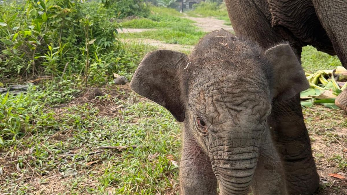 Ilustrasi berita Nasional: Gajah Lisa Lahirkan Anak Keenam di BTN Tesso Nilo Riau