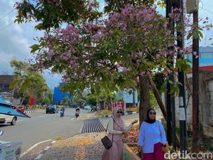 DLH Balikpapan Bakal Perluas Penanaman Tabebuya, Siapkan Titik-titik Baru
