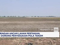 Kekeringan Ancam Pertanian, BMKG Dorong Penyesuaian Pola Tanam