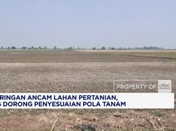 Kekeringan Ancam Pertanian, BMKG Dorong Penyesuaian Pola Tanam