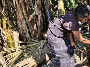 Krisis Air Bersih 3 Pekan, Warga Sikka Terpaksa Minum Air Batang Pisang