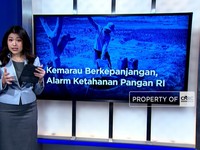 Kemarau Berkepanjangan, Ketahanan Pangan RI dalam Bahaya?