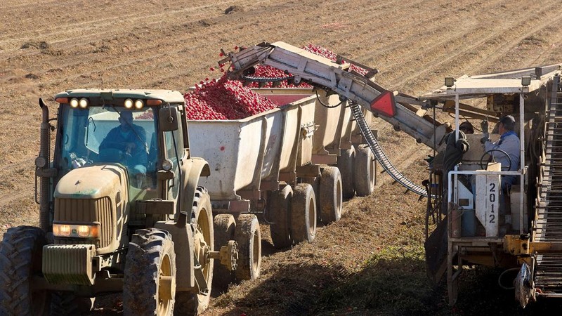 Peralatan pertanian bertenaga diesel digunakan untuk memanen tomat di dekat Davis, California, AS, pada 28 September 2026.