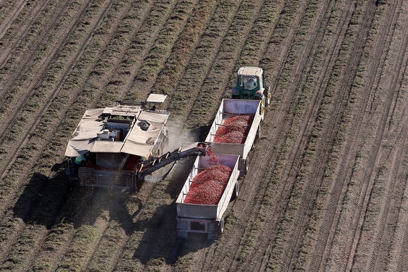 Seorang pengemudi mengoperasikan pompa diesel di tempat pemberhentian truk di Dunnigan, California, AS, pada 28 September 2026. (REUTERS/Fred Greaves)