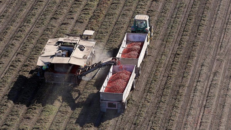 Peralatan pertanian bertenaga diesel digunakan untuk memanen tomat di dekat Davis, California, AS, pada 28 September 2026.