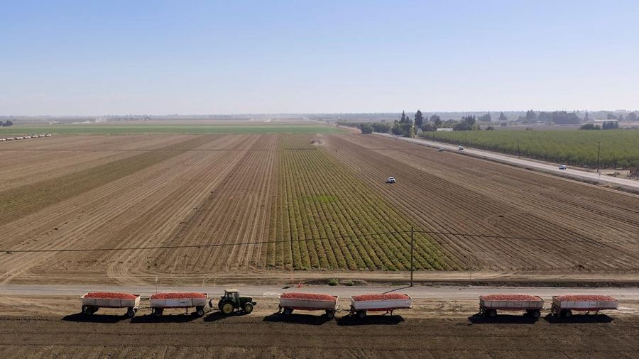 Truk-truk yang penuh dengan tomat hasil panen baru berjejer untuk diangkut ke pabrik pengolahan di dekat Davis, California, AS, pada 28 September 2026.