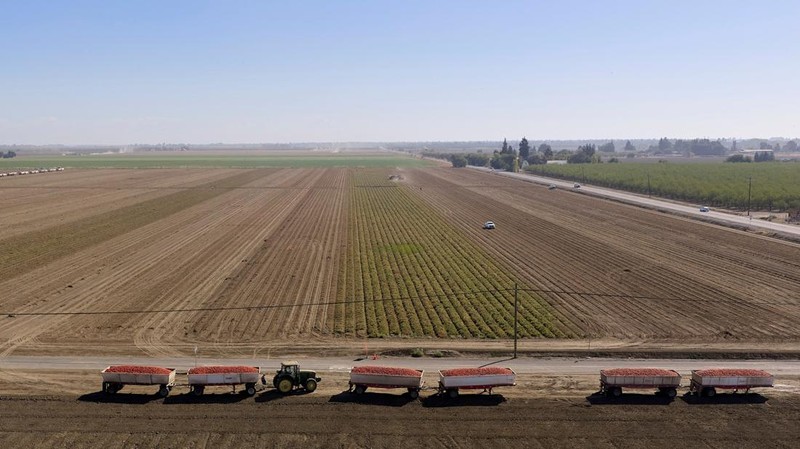 Truk-truk yang penuh dengan tomat hasil panen baru berjejer untuk diangkut ke pabrik pengolahan di dekat Davis, California, AS, pada 28 September 2026.