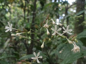 Kenalan dengan Clerodendrum Ismaili, Flora Baru di Lereng Gunung Semeru