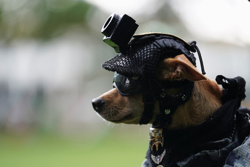 Seorang anggota Garda Nasional memakaikan helm pada Comando&mdash;seekor anjing Chihuahua yang diadopsi oleh Garda Nasional Meksiko dan telah menjadi salah satu sosok publik paling dikenal dari kesatuan tersebut berkat penampilannya dalam berbagai upacara serta acara masyarakat&mdash;di sebuah pangkalan militer di Mexico City, Meksiko, pada 29 September 2026. (REUTERS/Toya Sarno Jordan)