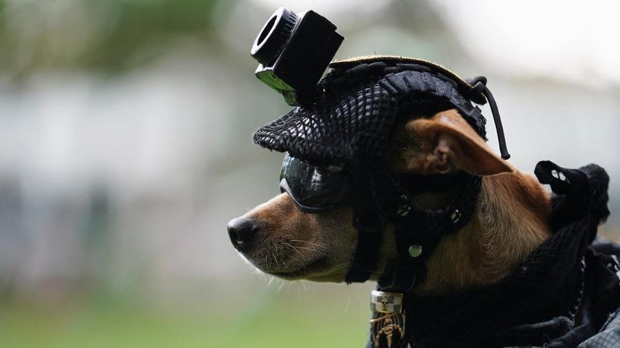 Comando, seekor anjing Chihuahua yang diadopsi oleh Garda Nasional Meksiko dan telah menjadi salah satu wajah publik paling dikenal dari kesatuan tersebut melalui kehadirannya dalam berbagai upacara serta acara komunitas, digendong oleh seorang anggota Garda Nasional di sebuah pangkalan militer di Mexico City, Meksiko, pada 29 September 2026.