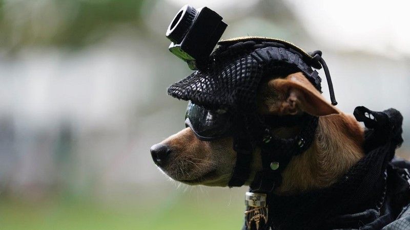 Comando, seekor anjing Chihuahua yang diadopsi oleh Garda Nasional Meksiko dan telah menjadi salah satu wajah publik paling dikenal dari kesatuan tersebut melalui kehadirannya dalam berbagai upacara serta acara komunitas, digendong oleh seorang anggota Garda Nasional di sebuah pangkalan militer di Mexico City, Meksiko, pada 29 September 2026.