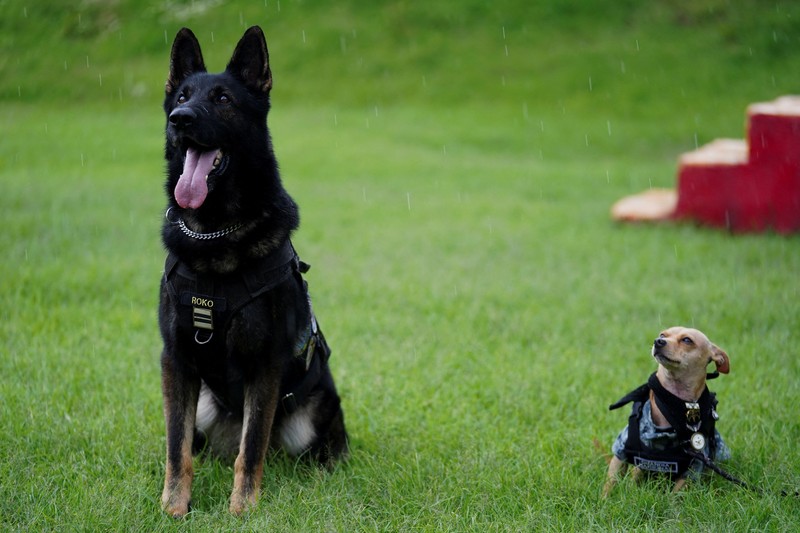 Seorang anggota Garda Nasional memakaikan helm pada Comando&mdash;seekor anjing Chihuahua yang diadopsi oleh Garda Nasional Meksiko dan telah menjadi salah satu sosok publik paling dikenal dari kesatuan tersebut berkat penampilannya dalam berbagai upacara serta acara masyarakat&mdash;di sebuah pangkalan militer di Mexico City, Meksiko, pada 29 September 2026. (REUTERS/Toya Sarno Jordan)