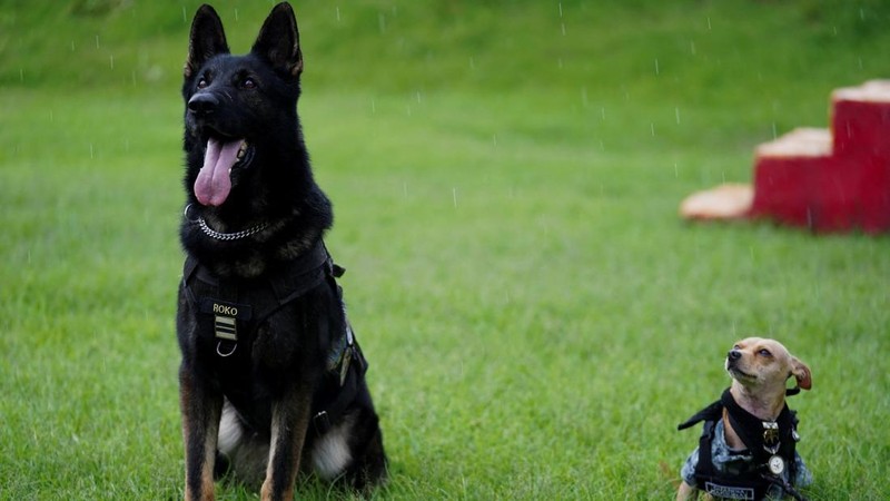 Comando, seekor anjing Chihuahua yang diadopsi oleh Garda Nasional Meksiko dan telah menjadi salah satu wajah publik paling dikenal dari kesatuan tersebut melalui kehadirannya dalam berbagai upacara serta acara komunitas, duduk di samping anjing lain di sebuah pangkalan militer di Mexico City, Meksiko, pada 29 September 2026.