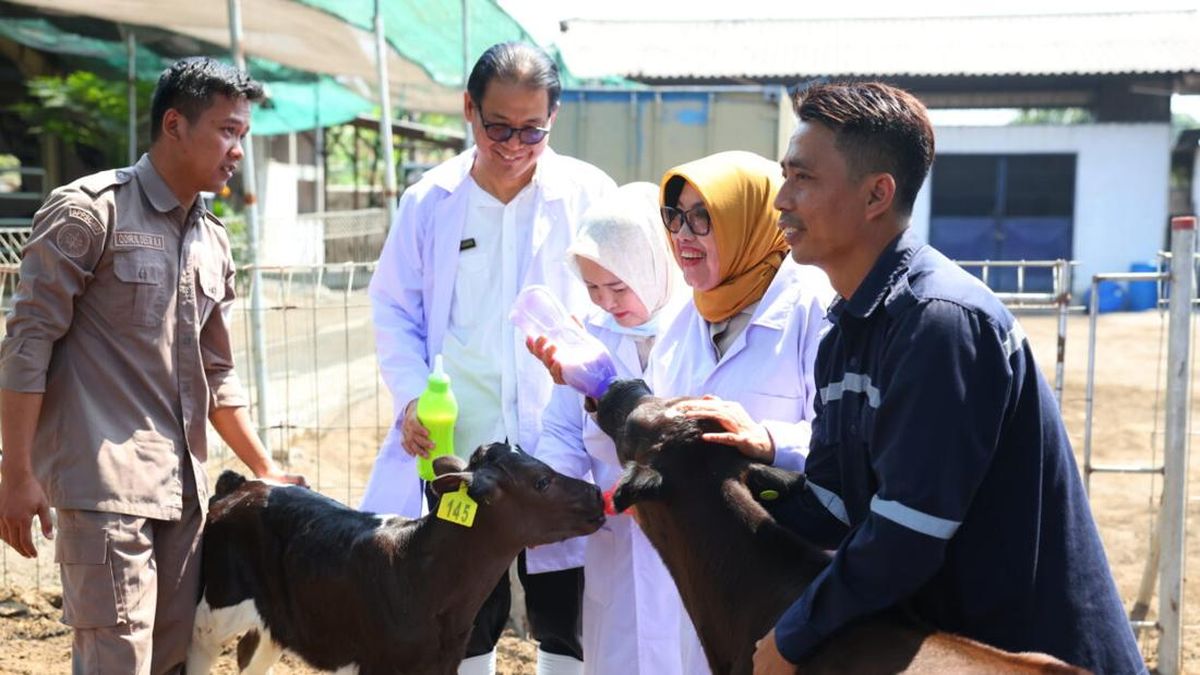 Legislator Gerindra Dorong Sapi Lokal Jadi Andalan Kemandirian Susu Nasional — NadiKabar.com