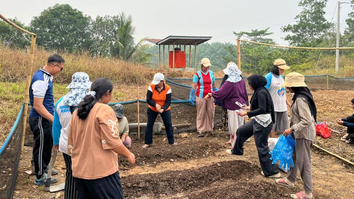 Didukung TEP UI, Warga Sambas Kelola Lahan Tandus Jadi Kebun Sayur — NadiKabar.com