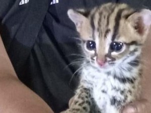 Asap Karhutla Bisa Rusak Paru-paru Kucing, Ini Gejala yang Diwaspadai