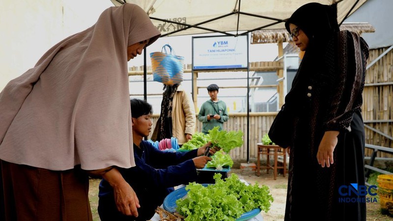 Pekerja memanen sayur hidroponik di Cinangka, Sawangan, Depok, Jawa Barat, Rabu (30/9/2026). Metode menanam dengan menggunakan media hidroponik yang dilakukan oleh Tani Hijaponik , diakui sangat efektif untuk dikembangkan dikawasan padat penduduk. (CNBC Indonesia/Tri Susilo)
