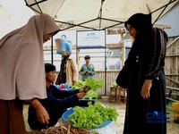 Pekerja memanen sayur hidroponik di Cinangka, Sawangan, Depok, Jawa Barat, Rabu (30/9/2026). Metode menanam dengan menggunakan media hidroponikyang dilakukan oleh Tani Hijaponik , diakui sangat efektif untuk dikembangkan dikawasan padat penduduk. (CN